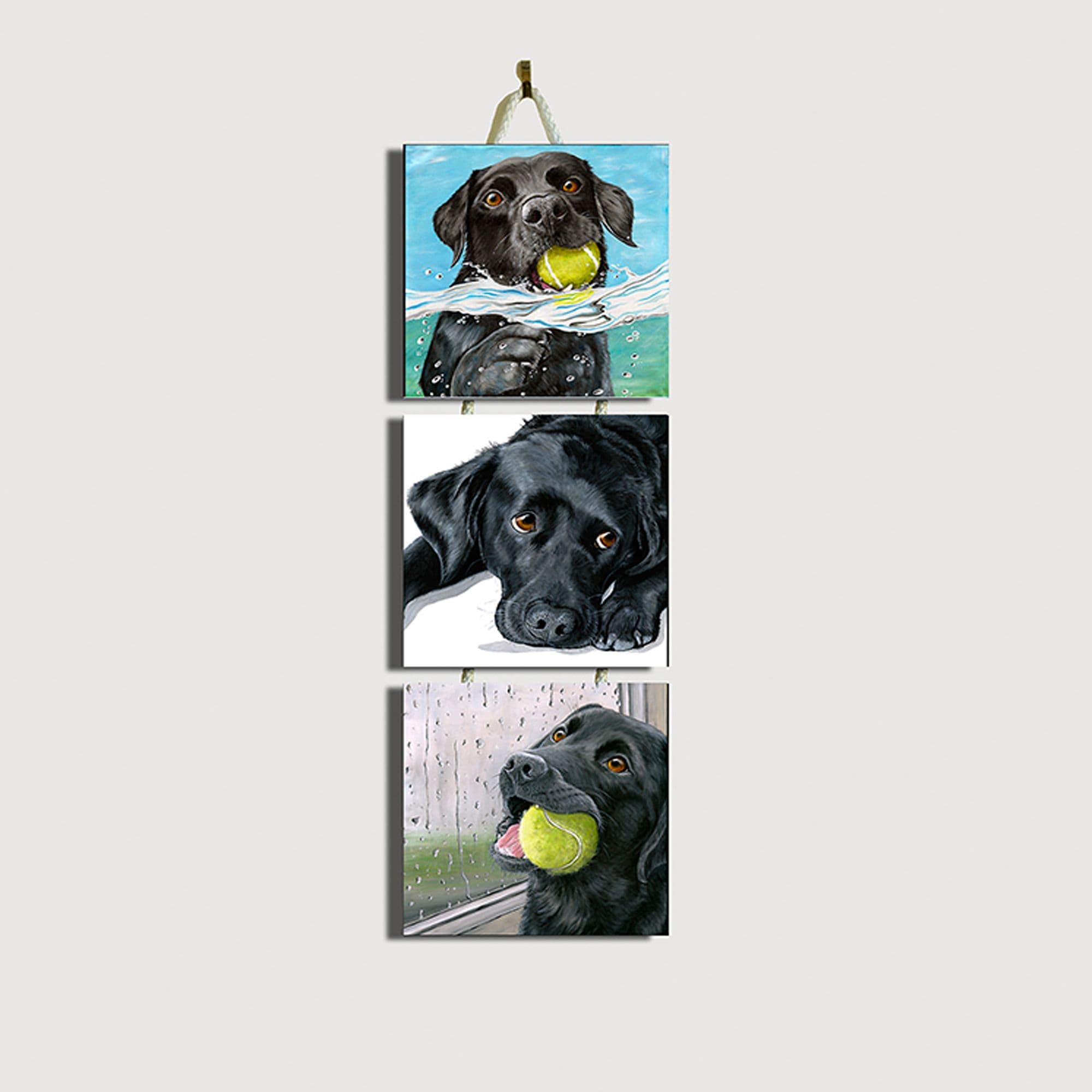 Black labradors